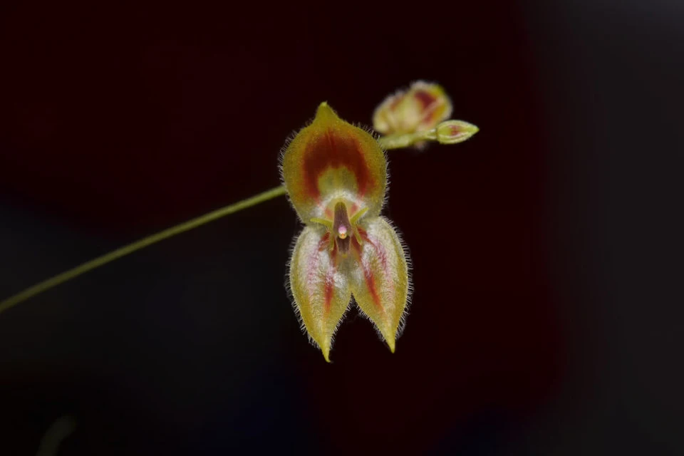 Close-up of the delicate Lepanthes mashpica orchid, a botanical treasure unique to the Mashpi region in Ecuador.