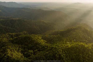 The golden light of dawn illuminates the endless canopy of Mashpi Reserve, a premier ecotourism destination in Ecuador's cloud forest.