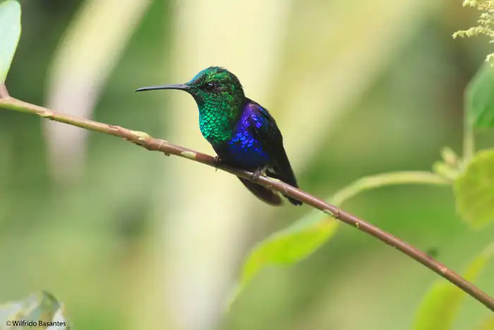 A hummingbird in the Ecuador cloud forest
