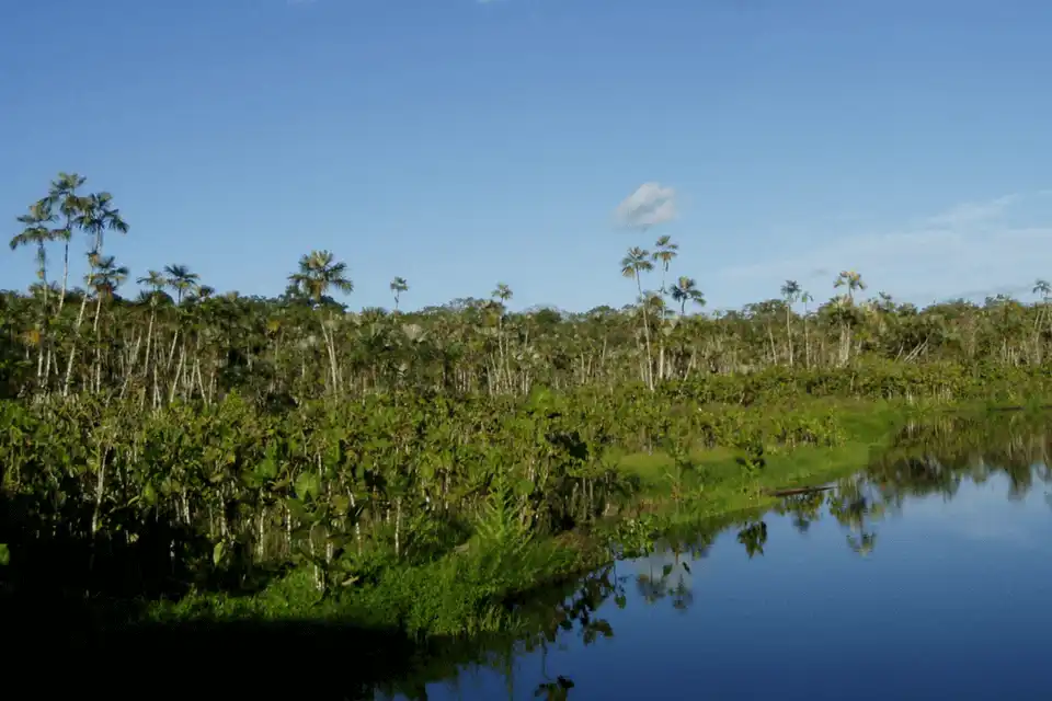 Landscape of the Ecuadorian Rainforest