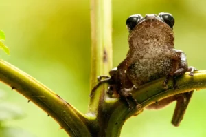 A contemplative frog perches on a plant stem, eyes glistening, set against a soft green backdrop.