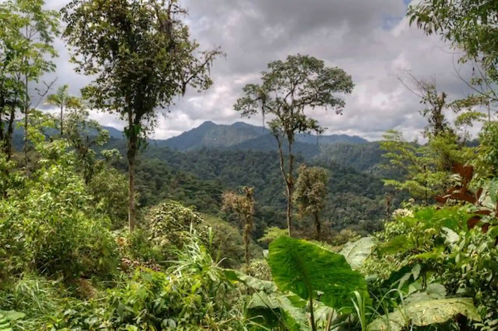 https://www.mashpilodge.com/wp-content/uploads/2023/09/Cloud-Forest-View.webp?utm_source=chatgpt.com