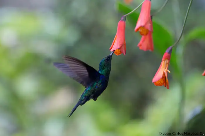 A hummingbird feeds in the Ecuador cloud forest