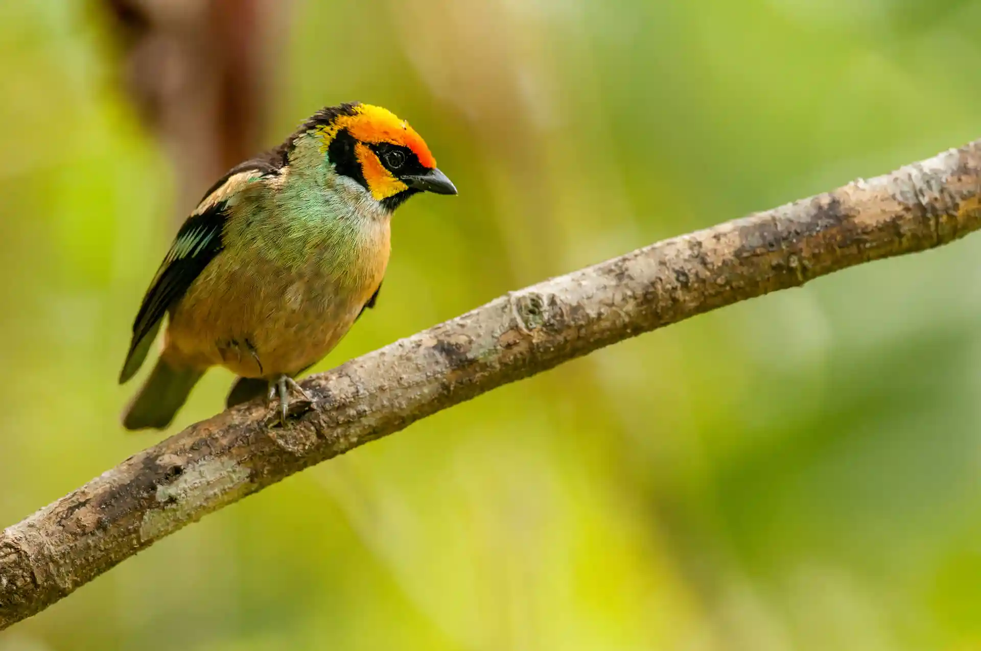 Flame-faced tanager