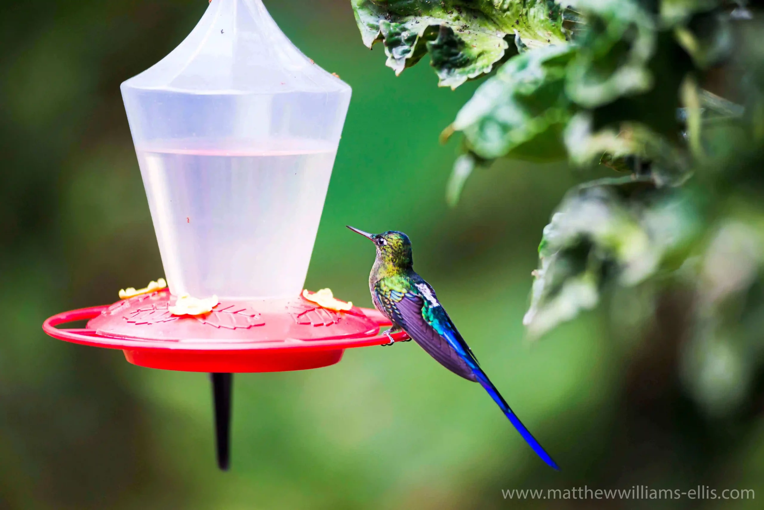 Hummingbird feeding scaled