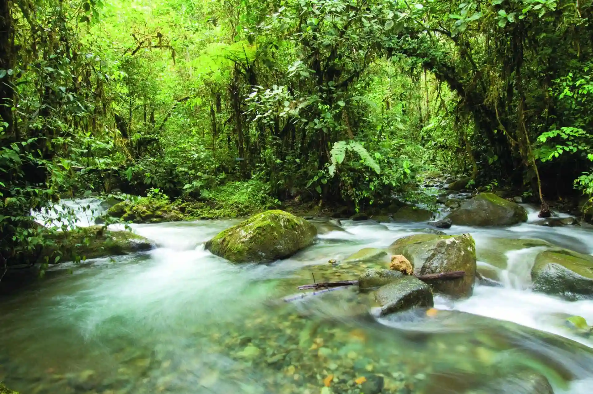 River Río Mashpi