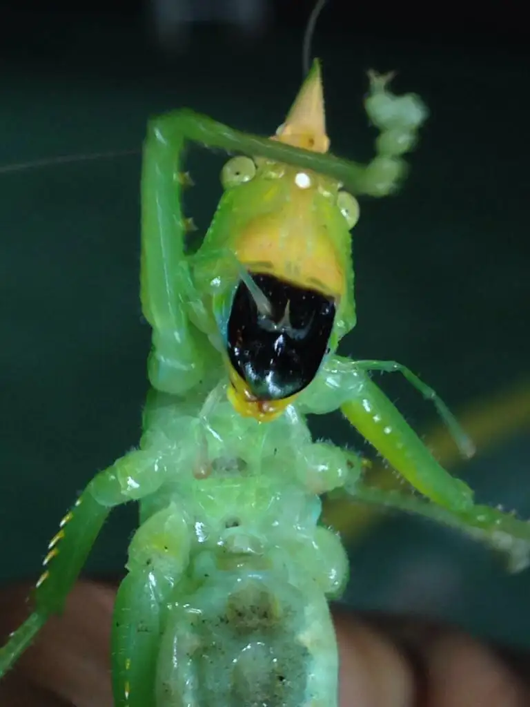 A scary-looking grasshopper found in the Ecuador cloud forest