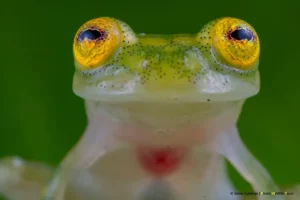 Close-up of a Mashpi glass frog's captivating golden eyes, set against a lush green backdrop.