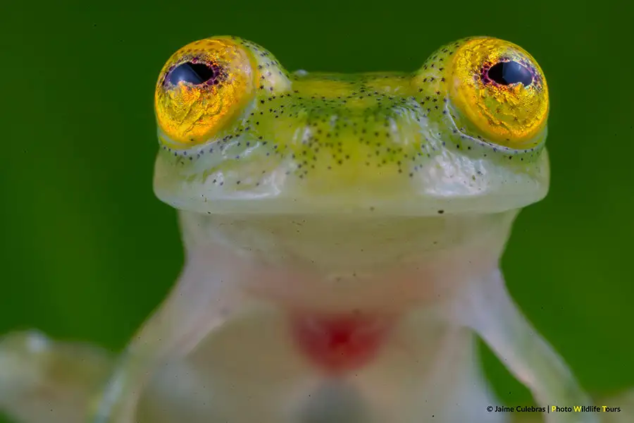 Close-up of a Mashpi glass frog's captivating golden eyes, set against a lush green backdrop.