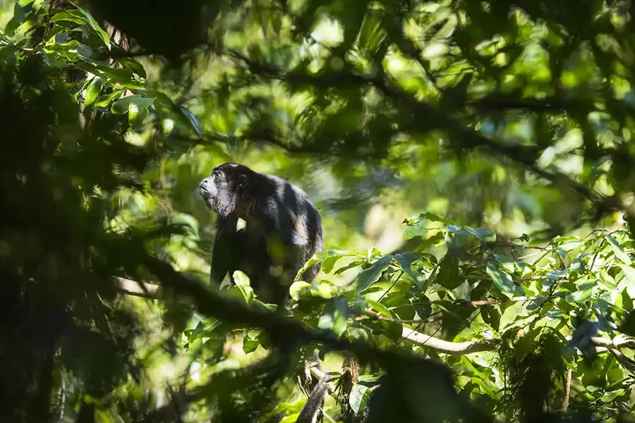 Mono del bosque nuboso andino