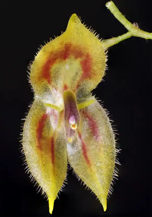 Especie de orquídea Mashpi