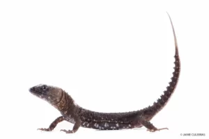 Mashpi Lodge lizard with a distinctive spiny tail, a marvel of Ecuador’s biodiversity.