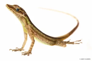 A Nolis peraccae lizard from Mashpi, poised gracefully against a white backdrop.