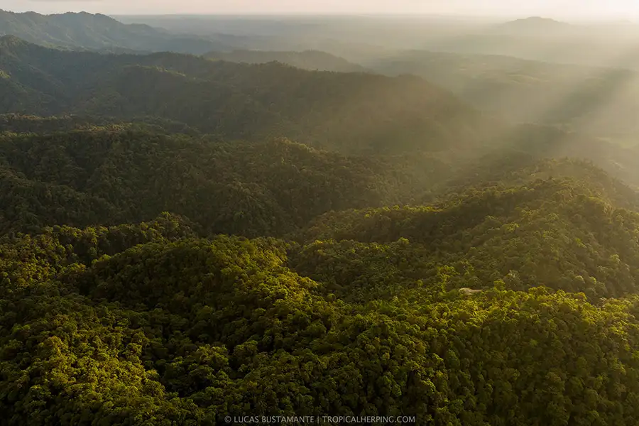 Aerial view of the lush, undulating hills of the Andean Chocó in Ecuador, bathed in golden light at sunset.