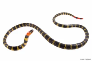 A vibrant coral snake, Micrurus mipartitus, with distinct red, black, and yellow bands on a white background