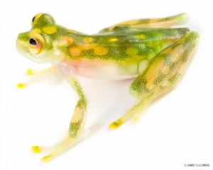 A translucent Mashpi frog, Hyalinobatrachium aureoguttatum, with golden spots visible against a white background.