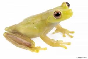 Hyloscirtus frog from Mashpi Lodge, vibrant yellow, native to Ecuador.