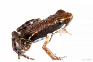 Close-up of the distinctive Pipedobates boulengeri frog from Mashpi, with unique markings against a white background.