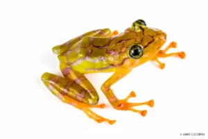 Vibrant Pristimantis ornatissimus frog from Mashpi, showcasing its unique pattern against a white backdrop.