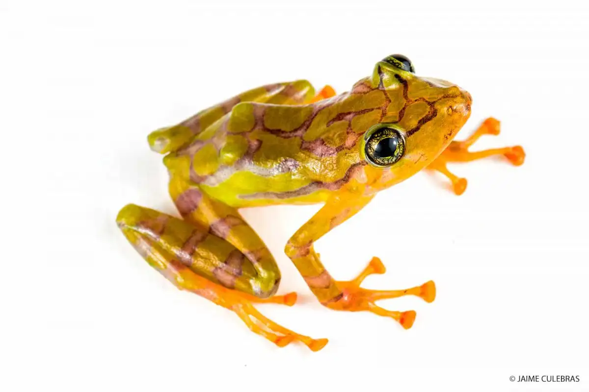 mashpi frogs pristimantis ornatissimus