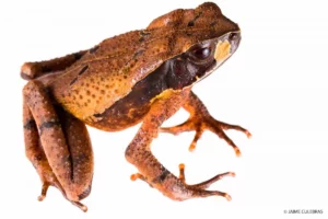 Rhaebo haematiticus frog, striking orange hues, observed at Mashpi Lodge.