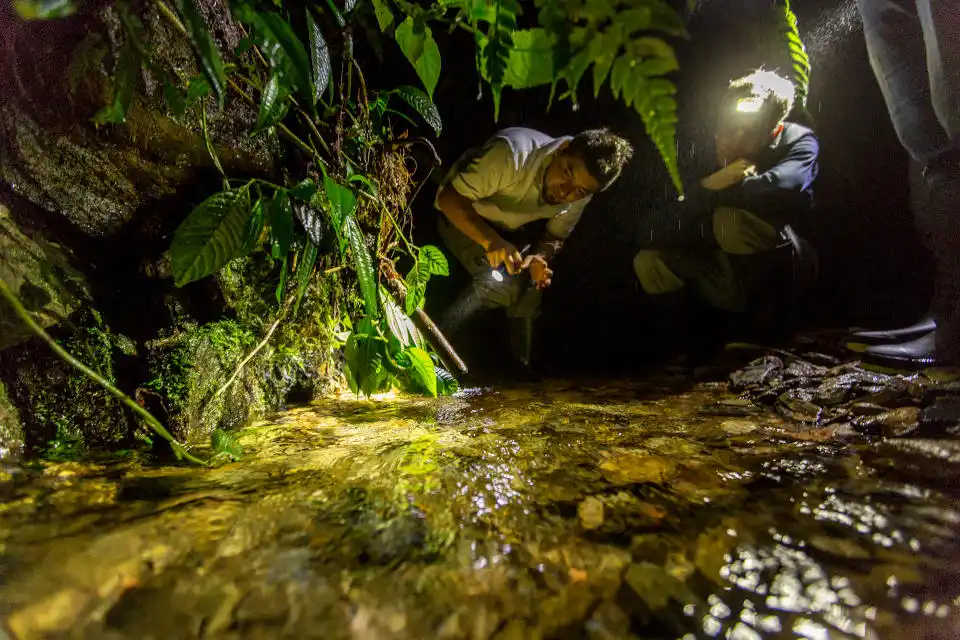 mashpi lodge night walk Nightwalks Mashpi Lodge Searching for Frogs
