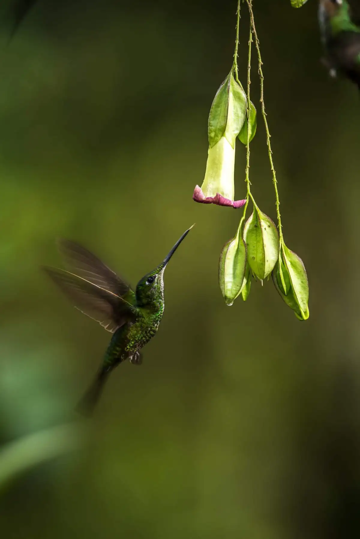 mashpilodge hummingbird flower