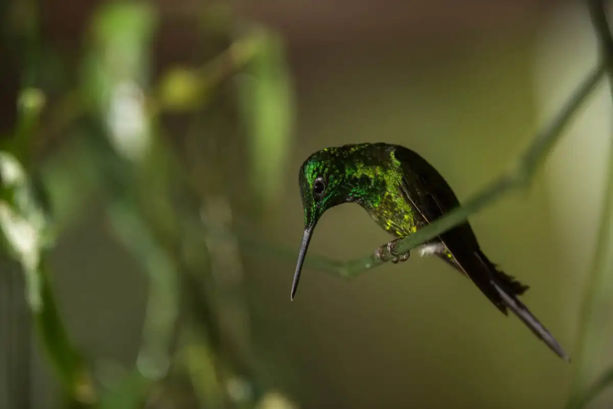 mashpilodge hummingbird