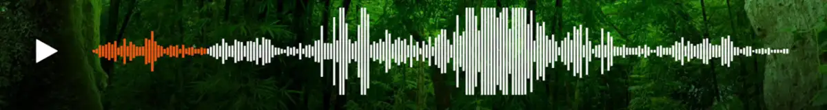 soundwave rainforest