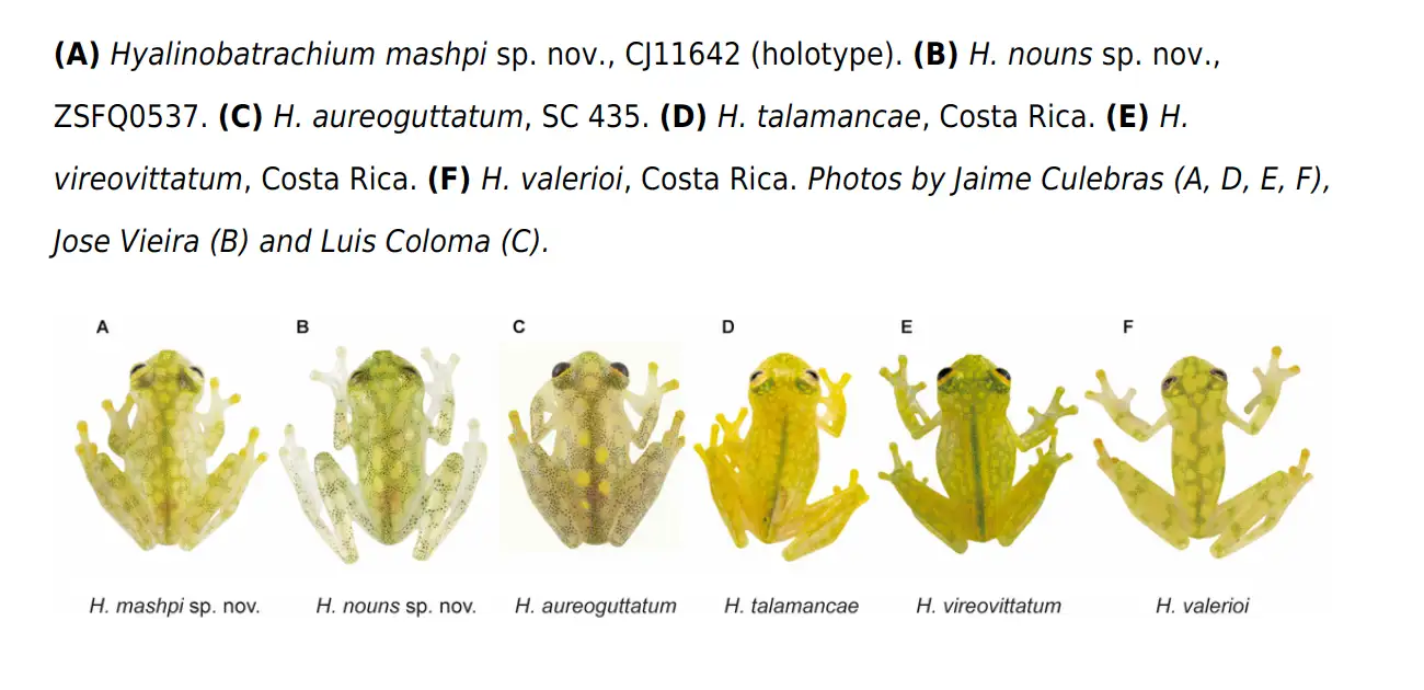 species variation glass frog mashpi