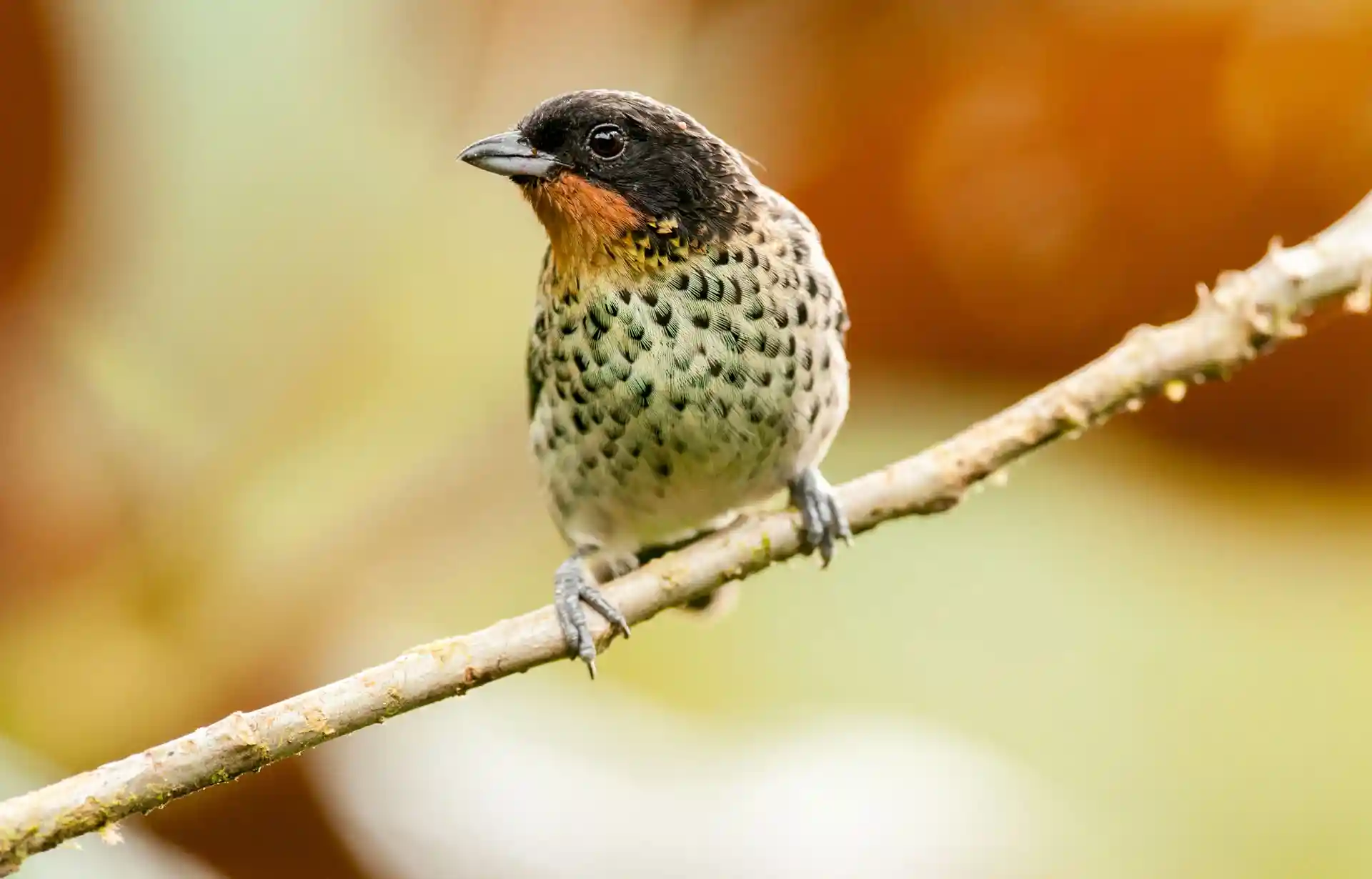 Rufous-throated tanager