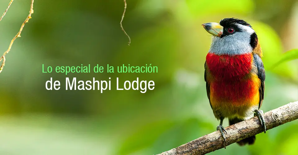 La singularidad de la ubicación de Mashpi Lodge