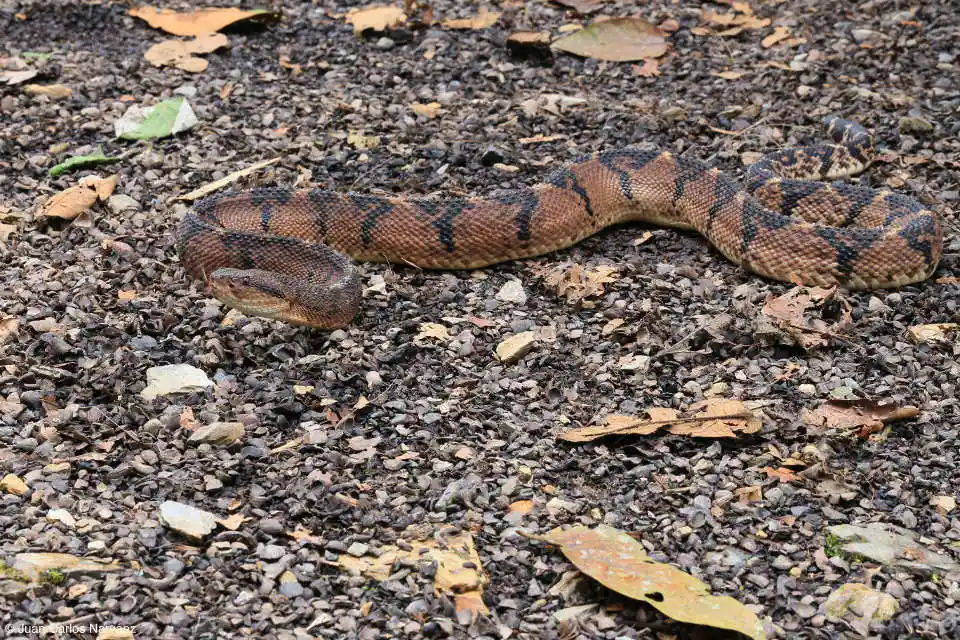 Verrugosa Snake