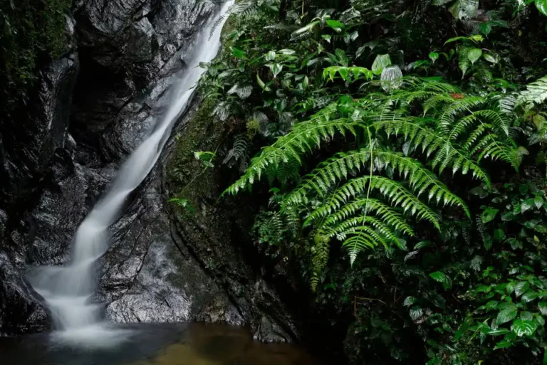 A hidden waterfall cascades amidst vibrant green ferns in the biodiverse Mashpi Reserve, Ecuador.