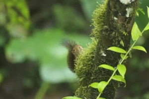 A western dwarf squirrel peeking around a mossy tree trunk in its natural habitat.