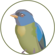 Ilustración digital de un pájaro azul y verde vibrante, una especie que se encuentra en la biodiversidad del bosque nuboso de Mashpi Lodge&#039.