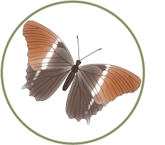 Ilustración de una mariposa marrón, una especie que se encuentra en el hábitat biodiverso de Mashpi Lodge.
