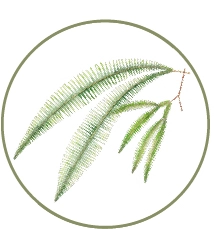 Illustration of green fern leaves, part of Mashpi Lodge's lush cloud forest vegetation.
