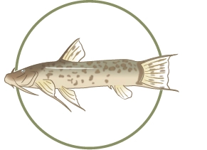 Ilustración de una especie de pez que se encuentra en los cuerpos de agua de Mashpi Lodge, parte de la diversa vida acuática del albergue.