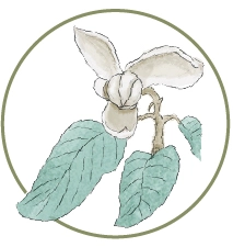 Sketch of a white tropical flower with green leaves, typical of Mashpi Lodge's flora.