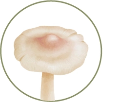 Delicate mushroom at Mashpi Lodge, emblematic of the region's rich mycological diversity.