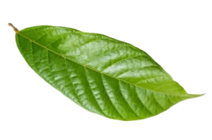 Vivid green leaf from Mashpi Lodge’s biodiversity, exemplifying the rich flora of the Ecuadorian Chocó forest.