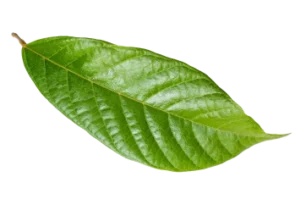 Hoja verde vívida de la biodiversidad de Mashpi Lodge, que ejemplifica la rica flora del bosque del Chocó ecuatoriano.
