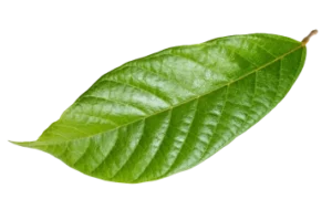 Lush green leaf representing the pristine ecosystem at Mashpi Lodge, set in the Ecuadorian cloud forest.