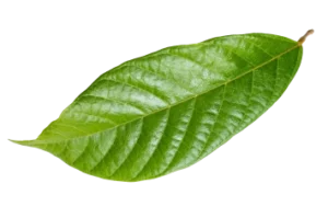Hoja verde exuberante que representa el ecosistema prístino en Mashpi Lodge, ubicado en el bosque nuboso ecuatoriano.