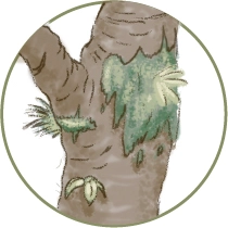 Ilustración del tronco de un árbol con vegetación emergente dentro de un marco circular, destacando el crecimiento del bosque.