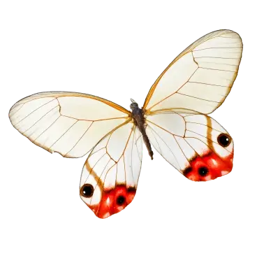 La etérea mariposa Glasswing, Haetera piera, se posa delicadamente, como parte de la experiencia de mariposa de Mashpi Lodge&#039.