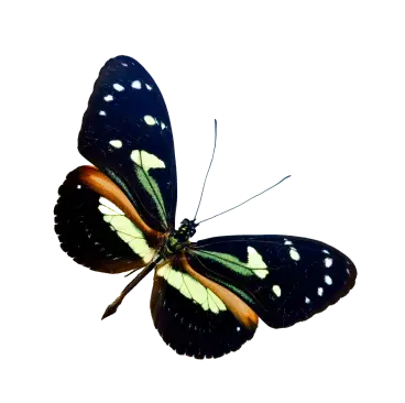 Un Heliconius en esta mariposa, con llamativas alas negras y naranjas, parte de la experiencia de mariposa de Mashpi Lodge.