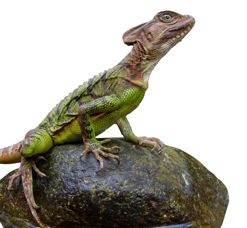 Lizard's Rainforest Throne