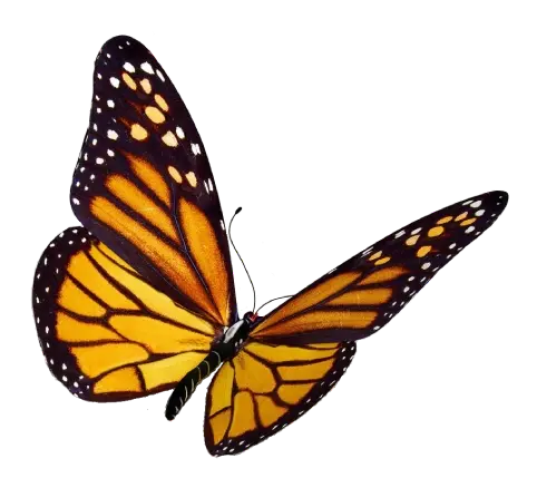 Mariposa monarca en vuelo, que encarna la biodiversidad de Mashpi Lodge, sobre un fondo oscuro.